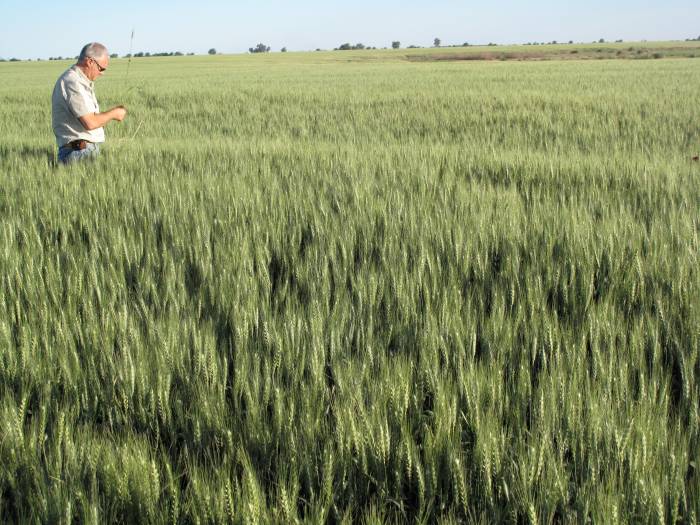 Alejandro, inspecting his wheat crop.