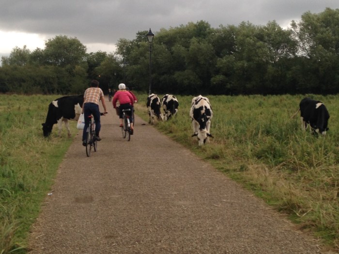 Cows are not uncommon to interact with in Oxford's many open spaces. This photo was taken on Marston Meadow. 