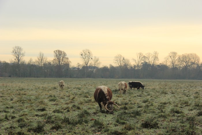 The meadow in the early morning winter sunlight gives the illusion of being in the countryside. 