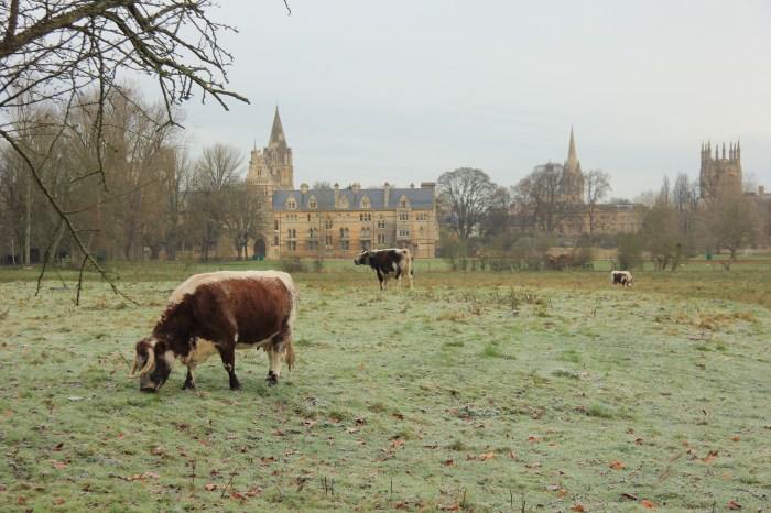 The small herd of English longhorn cows that live on Christ Church Meadow may have one of the World's most cultured cow pastures. 