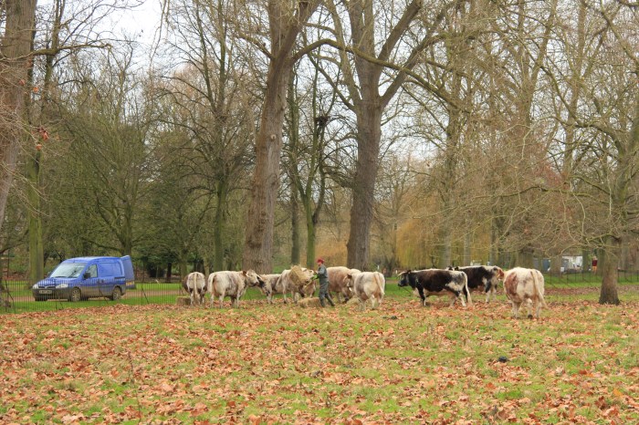 Farmer Gee feeding Christ Church's cows. 